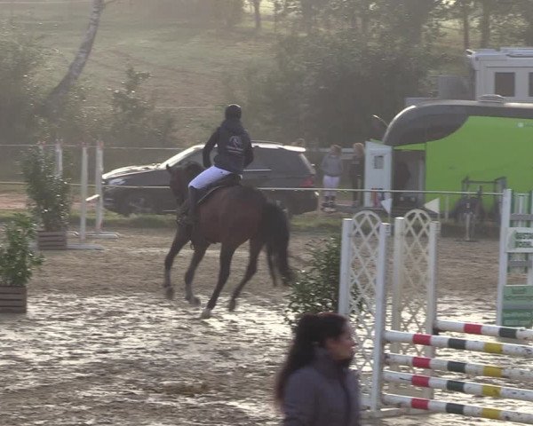 Reitturnier Heiligenwald 2023