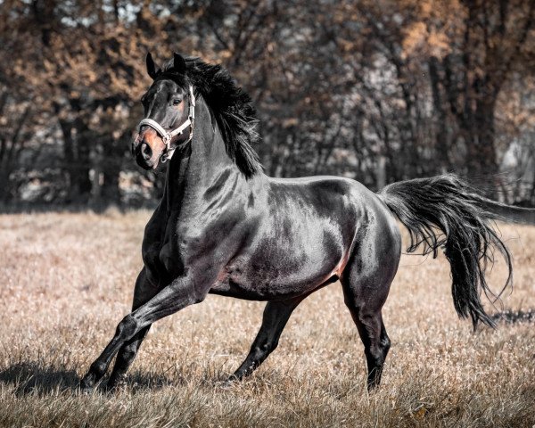 dressage horse Dino (Westphalian, 2018, from Dembelé L)
