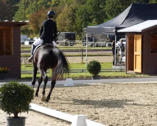 Reitturnier Heiligenwald 2023
