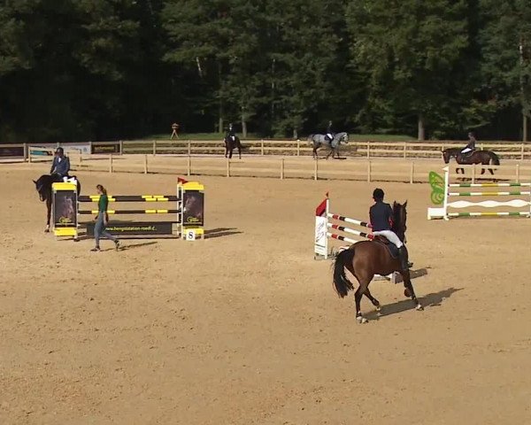 Reitturnier Tiefenhof/Opf. 2023