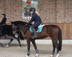 jumper Dambelbi (Holsteiner, 2012, from Duke of Hearts xx)
