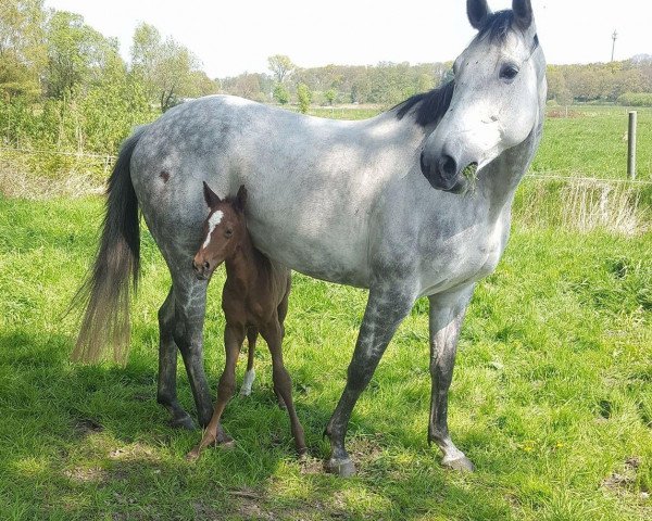 Pferd Wicked Wonderland RH (Oldenburger, 2017, von Levisson)