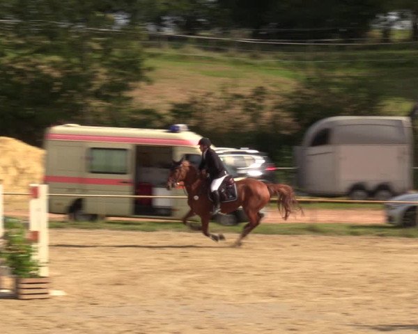 Reitturnier Heiligenwald 2023