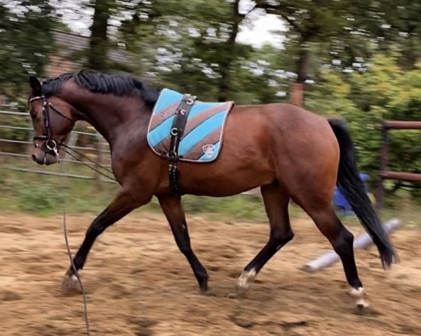 Pferd Cary Grande RH (Oldenburger Springpferd, 2016, von Casino Grande)
