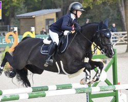 jumper Coolys Avm Cosmo (Irish Sport Horse, 2015, from Vancouver)