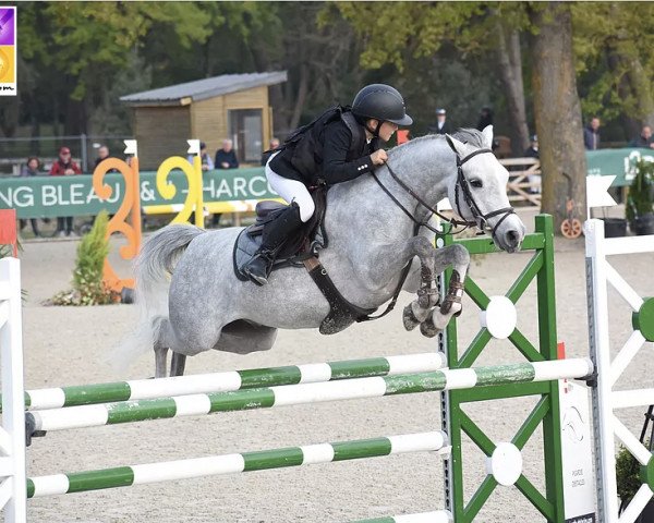 horse Gotham de Noire (French Pony, 2016, from Linaro)