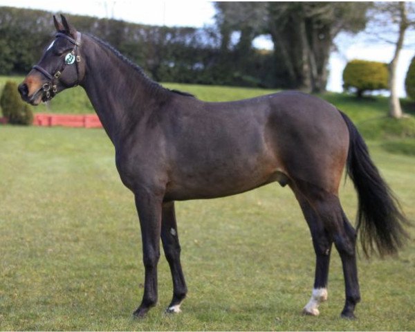 stallion Hans (KWPN (Royal Dutch Sporthorse), 2012, from Kojak)