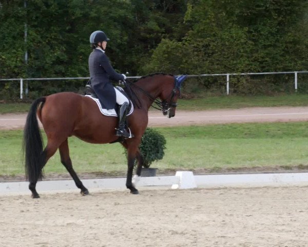 Reitturnier Heiligenwald 2023