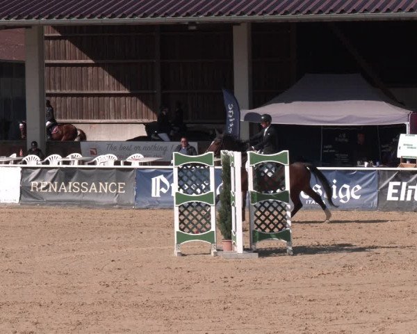 Reitturnier Ranshofen - Braunau am Inn 2023