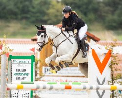 jumper Bernhard 30 (Hanoverian, 2012, from Bonne Chance)