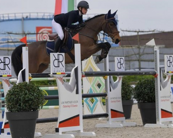 jumper Corbeagh Legend (Irish Sport Horse, 2013, from Moores Clover)