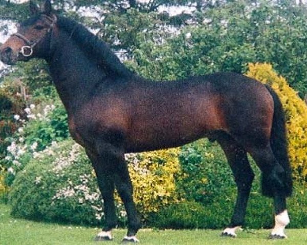 stallion Moores Clover (Irish Sport Horse, 1993, from Clover Hill RID 665)