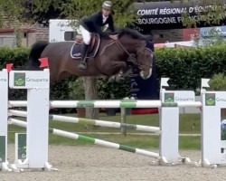 jumper Hidalgo du Chatellier (Selle Français, 2017, from Candy de Nantuel)