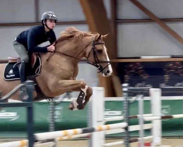 horse Far West du Phare (Selle Français, 2015, from Nervoso)