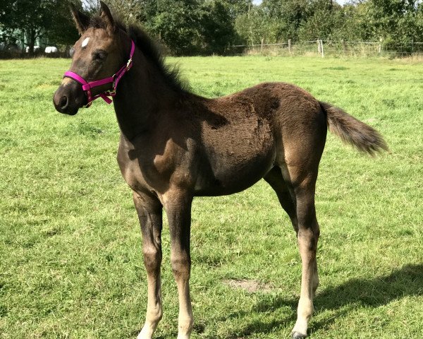 Pferd Liandra (Trakehner, 2023, von Finckenstein TSF)