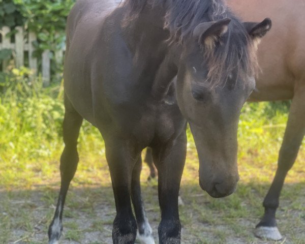 horse C‘est a la vie (German Riding Pony, 2023, from Cosmopolitan NRW)