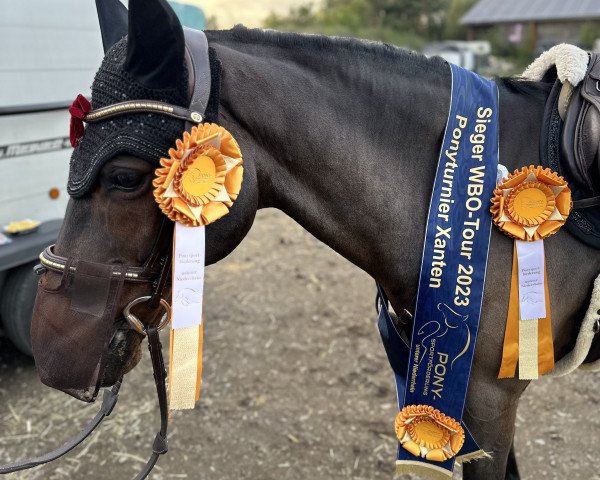 Springpferd Brummerhoeve´s Pilgrim H 2 (New-Forest-Pony, 2008, von Tunja's Eduard)