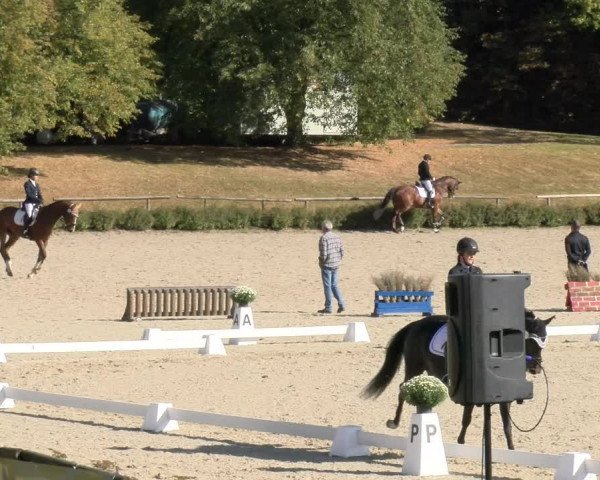 Reitturnier Tübingen 2023