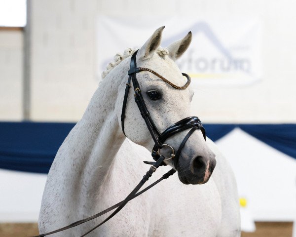 broodmare Biene Maja 20 (German Riding Pony, 2011, from Beka's Rubin)