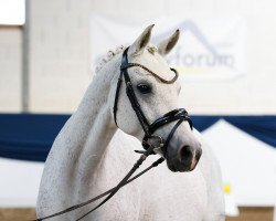 broodmare Biene Maja 20 (German Riding Pony, 2011, from Beka's Rubin)
