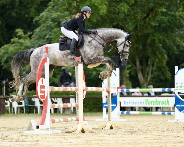Springpferd Magnum Opus Blue (KWPN (Niederländisches Warmblut), 2017, von Chacoon Blue)