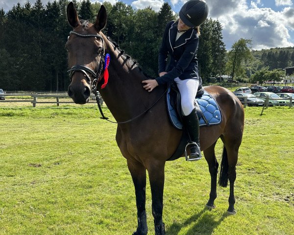 jumper Inliner`s Ivy Zge (Hanoverian, 2012, from Inliner)