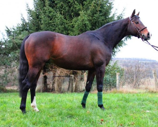 stallion Jebeland Pontadour AA (Anglo-Arabs, 1997, from Fast AA)