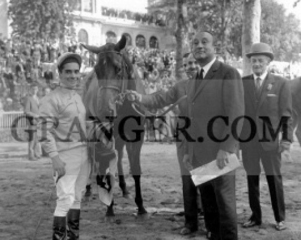 stallion Danseur xx (Thoroughbred, 1963, from Tantième xx)