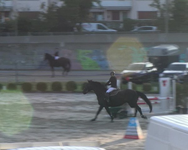 Reitturnier Basel 2023