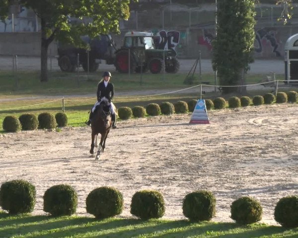 Reitturnier Basel 2023