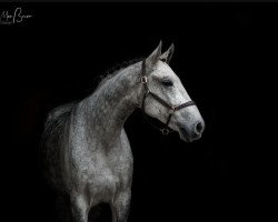 Springpferd Sir Louie 3 (Oldenburger Springpferd, 2014, von Shamrock)