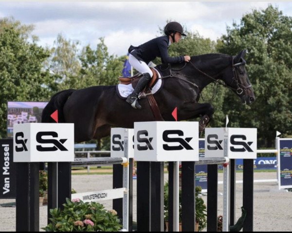Springpferd Nisse (Schwedisches Warmblut, 2017, von Nintender)