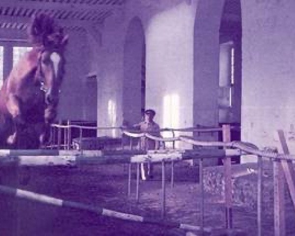 stallion Lys de la Fosse (Selle Français, 1977, from Nankin)