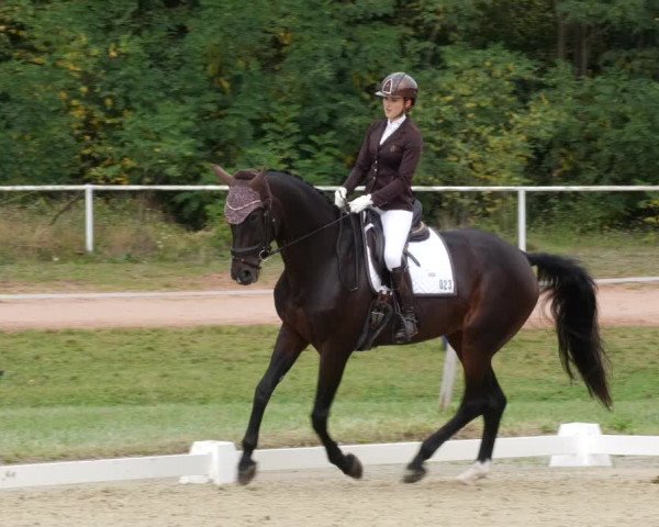 Reitturnier Heiligenwald 2023