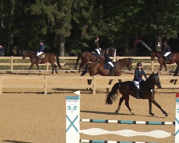 Reitturnier Tiefenhof/Opf. 2023