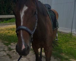 dressage horse Zoraya mi esperanza (Westphalian, 2019, from Zoom)