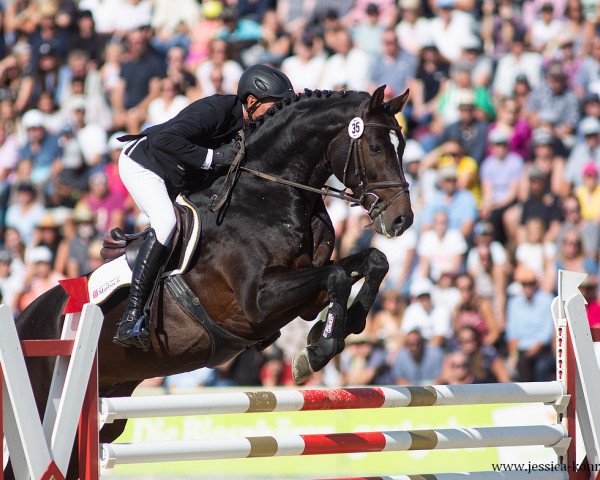 stallion Uno I (Holsteiner, 2015, from Uriko)