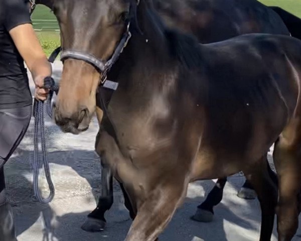 horse El Dia del Sol MSH (Hanoverian, 2023, from Ellis NRW)
