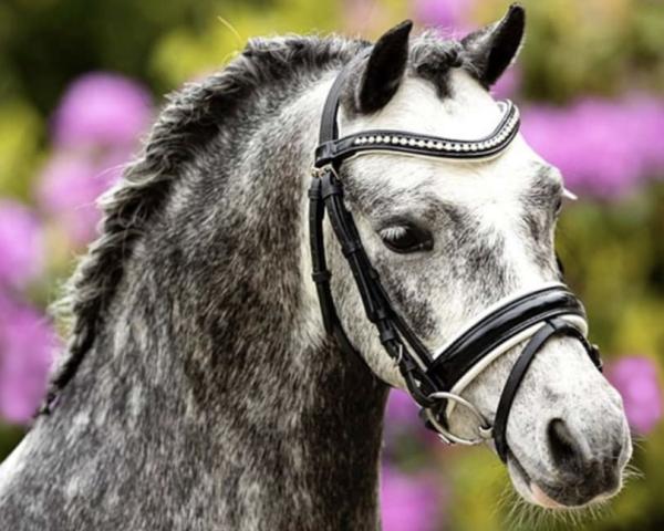 Dressurhest Marell Thunder (Welsh Mountain Pony (Sec. A), 2017)