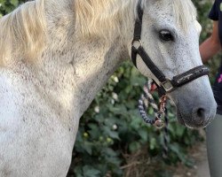 dressage horse Nabukko (German Riding Pony, 2010, from Nino)