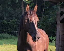 Pferd Tullamore (Holsteiner, 2021, von Taloubet Z)