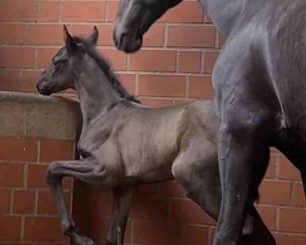 horse Dalana MSH (Hanoverian, 2023, from Damsey FRH)