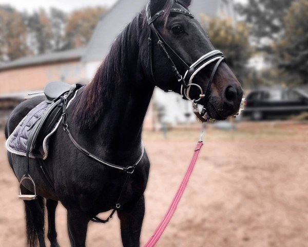 dressage horse Carpe Diem 72 (German Warmblood, 2010, from Criffindor)
