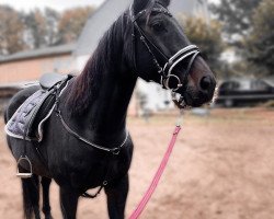 dressage horse Carpe Diem 72 (German Warmblood, 2010, from Criffindor)