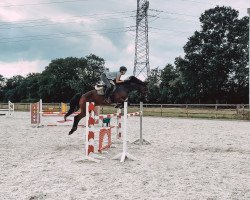 Springpferd Leandro 193 (Oldenburger Springpferd, 2011, von Lordanos)