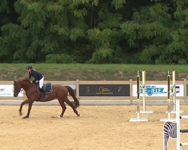 Reitturnier Tiefenhof/Opf. 2023