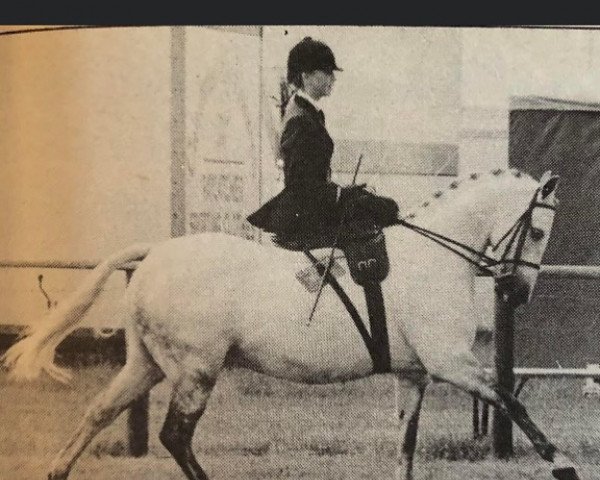 horse Stambrook Portia (Welsh-Pony (Section B), 1976, from Glansevin Melick) horse Stambrook Portia (Welsh-Pony (Section B), 1976, from Glansevin Melick)
