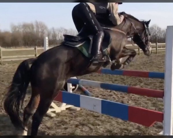 Pferd Navid MSH (Deutsches Reitpony, 2015, von Navignon)