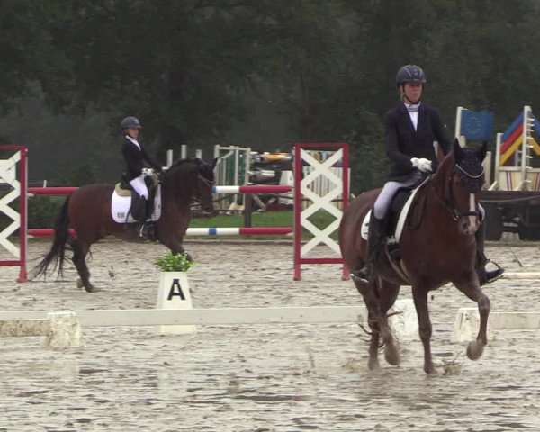 Reitturnier Handorf 2023