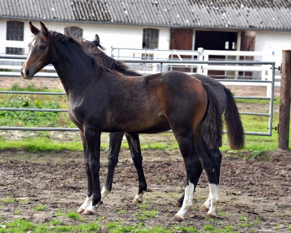horse Estana GR (Hanoverian, 2023, from Elastic)